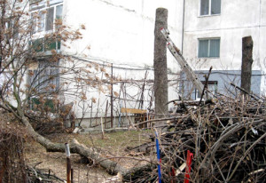 Taiere copaci Timisoara