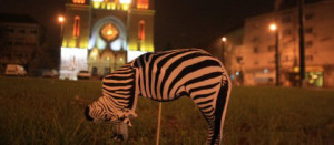 Piata Balcescu protest zebra