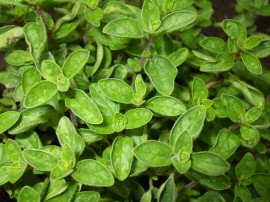 Oregano