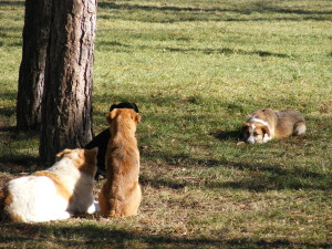 caini fara stapan in parc (1)