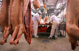 Butchers handle pig carcasses in a slaughterhouse in Mannheim