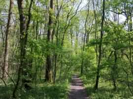 Padurea Verde Timisoara