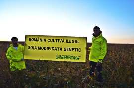 Greenpeace_soia