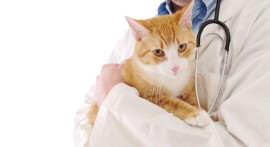 Pisica la veterinar Pisica la veterinar