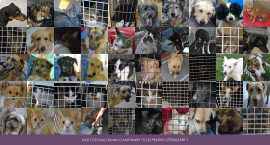 campania 5 lei sterilizari pet hope campania 5 lei sterilizari pet hope