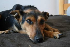 Catelusa Diana Foto Dotothea Iordanescu