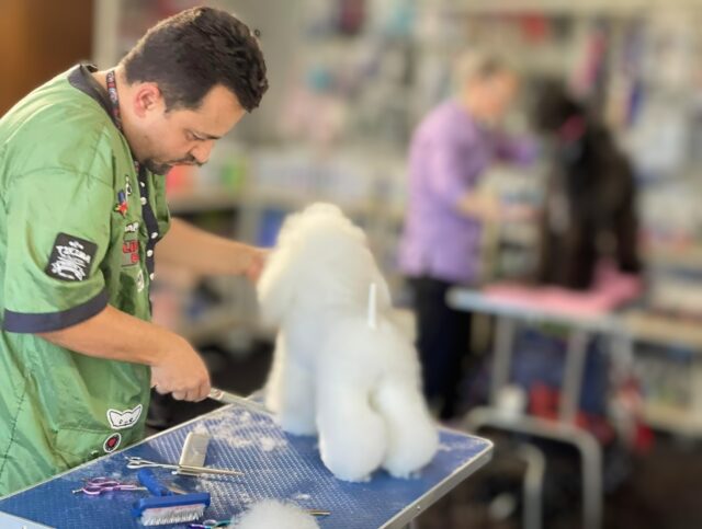 Deian Aranghelovici - grooming (5) Foto Arhiva personala (1) (1)