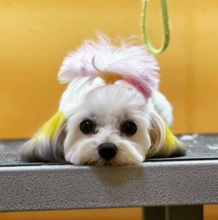 Grooming Foto Arhiva Deian Aranghelovici