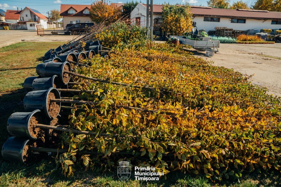 Campanie toamna plantari copaci Timisoara Foto PMT